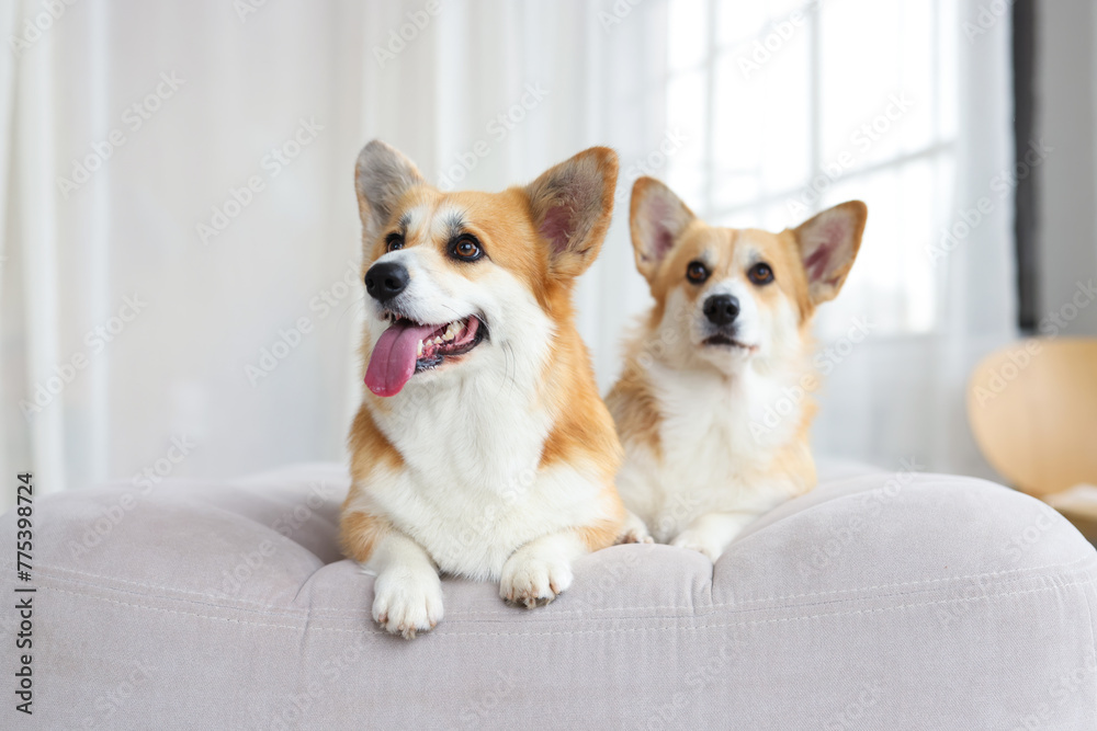 Portrait of adorable, happy smiling dog of the corgi breed. Beloved pet in the beautiful home. Portrait of adorable, happy smiling dog of the corgi breed. Beloved pet in the beautiful home.