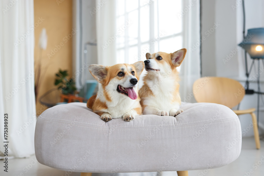 Portrait of adorable, happy smiling dog of the corgi breed. Beloved pet in the beautiful home. Portrait of adorable, happy smiling dog of the corgi breed. Beloved pet in the beautiful home.