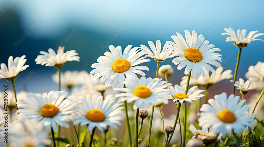Close-up of Daisies Against a Blue Sky