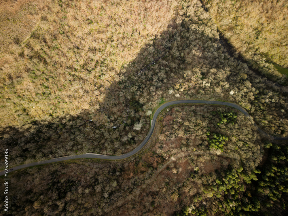 road tru forest aerial drone view