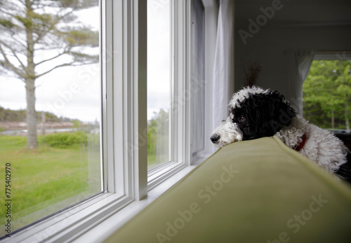 Bernedoodle Looking Out The Window