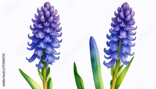 Delicate-Watercolor-Depiction-Of-A-Blooming-Hyacin (8)