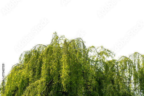 Weeping willow branches from the top of the tree isolated. Graphic resource as frame or border