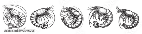 black and white shrimp illustrations vector set