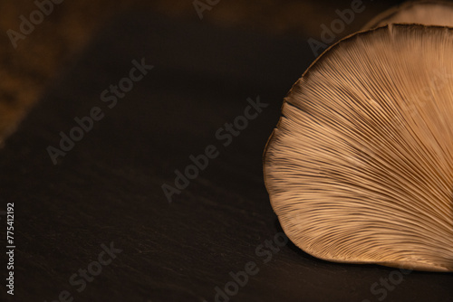 View of the bottom of Oyster Mushroom, looking at gills under the cap, with a black background. Closeup.