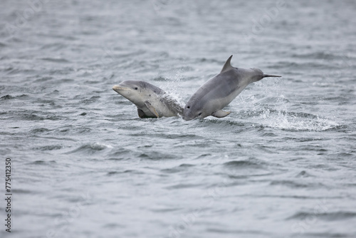 Two baby calf bottlenose dolphins playful breaching in the Moray Firth in Scotland near Black Isle while their mothers are fishing for salmon