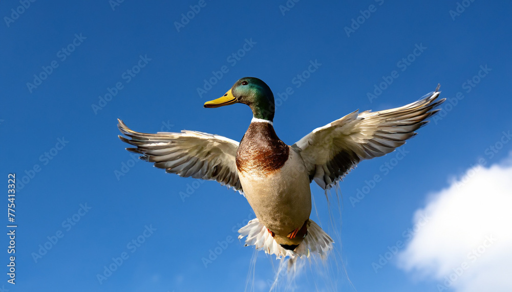 Obraz premium とり