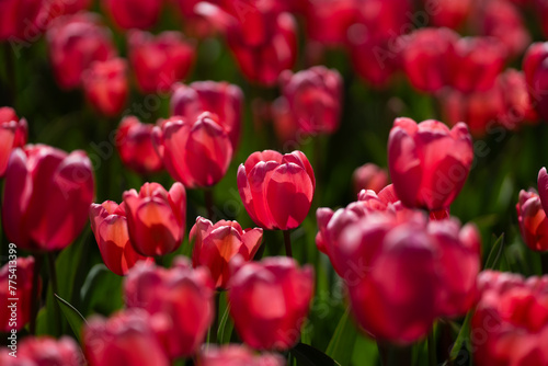 Red Tulips. Amazing bright Crimson Scarlet tulip flowers blooming in the garden at sunny spring day. Red Maroon, Ruby tulips in the park. Spring landscape. Field of tulips. Spring flowers. photo