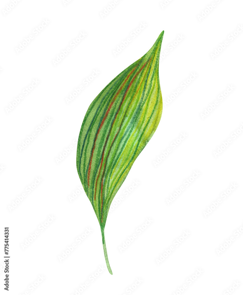 Watercolor hand drawn green leaves from citrus tree isolated clipart. Tea leaf design element. Lemon or orange leaf close up for package design Watercolor hand drawn green leaves from citrus tree isolated clipart. Tea leaf design element. Lemon or orange leaf close up for package design