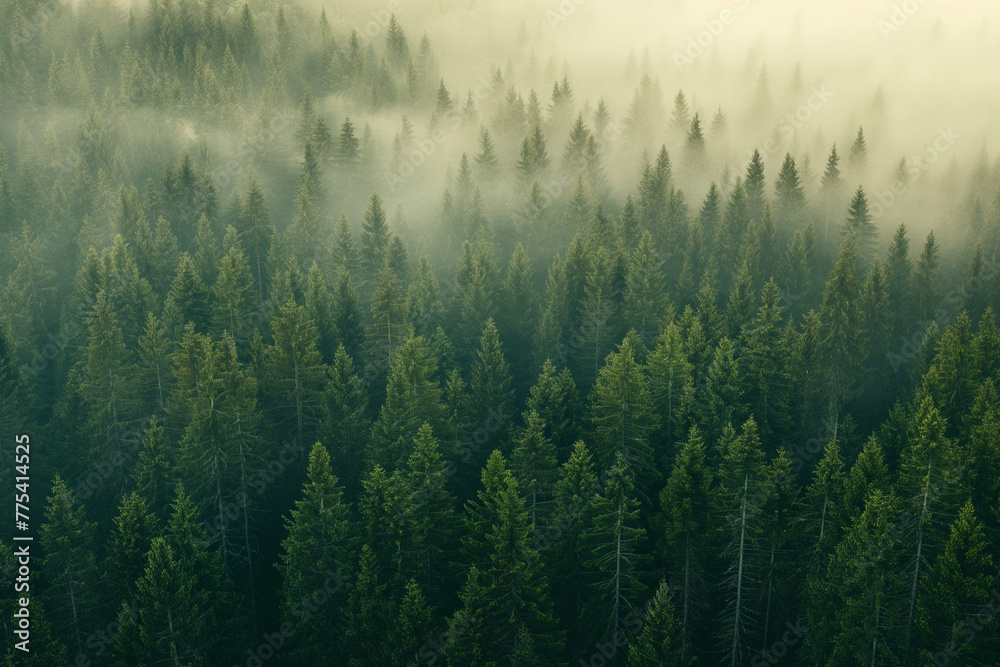 a beautiful green pine forest for a computer wallpaper, or for the texture of the view outside the window in a visualization