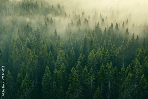 a beautiful green pine forest for a computer wallpaper  or for the texture of the view outside the window in a visualization