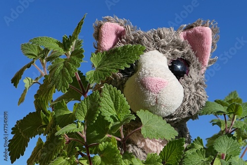 Grey larky curious plush kitten hiding itself in spring leaves of cat attracting Catnip plant, latin name Nepeta Cataria, blue skies in background. 