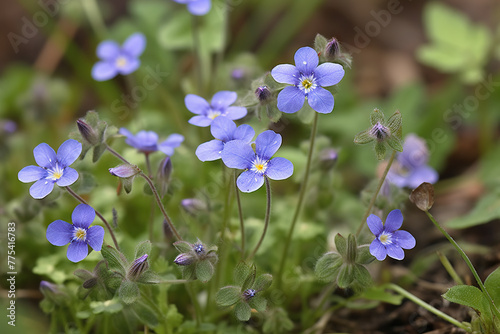 A cluster of vivid blue flowers with delicate petals blooms against a backdrop of fresh green foliage in bright daylight - Generative AI © chris3d