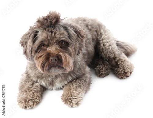 Cute Maltipoo dog lying on white background, above view. Lovely pet