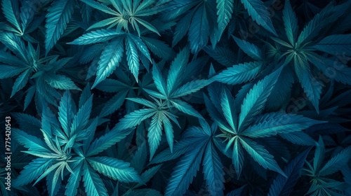 Seamless abstract background of cannabis plant growing in field in plantation.