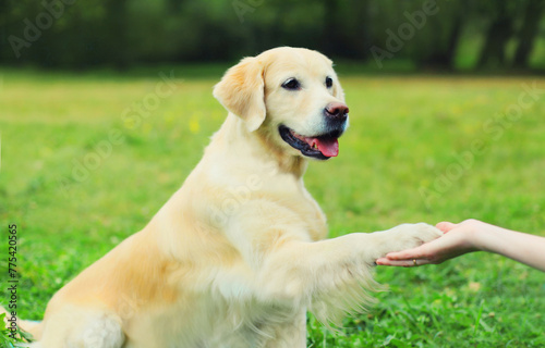 Golden Retriever dog giving paw to hand high five owner woman on the grass training in park