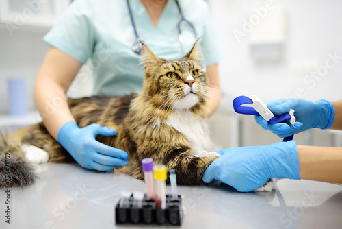 Two professional veterinarians take a blood for test of cat of the breed Maine Coon in veterinary clinic. Health of pet. Care of animal. Pet checkup, tests and vaccination in vet office. photo