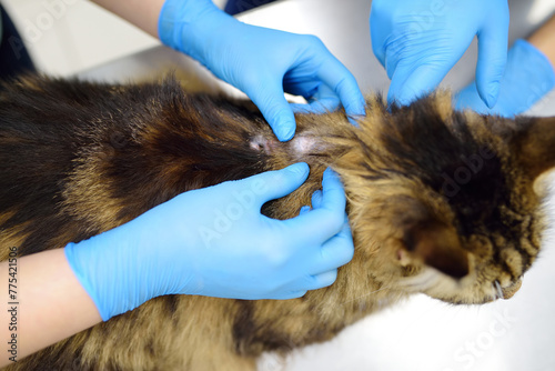 Two professional veterinarians examining a Maine Coon cat at a veterinary clinic. Diagnosis and treat of ringworm in cats photo