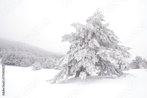 Snow-covered Aleppo pines in Guadarrama National Park photo