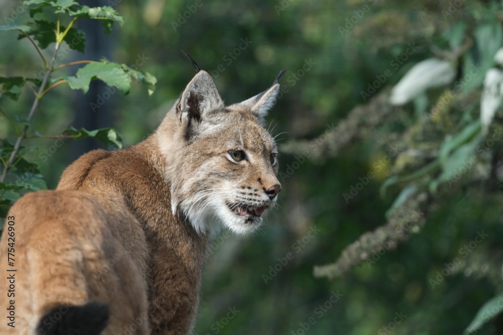 Fototapeta premium Félin