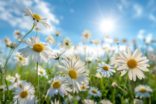 a field of white flowers