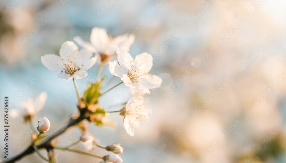 branches of blossoming cherry macro with soft focus on gentle light blue sky background in sunlight with copy space beautiful floral image of spring nature panoramic view