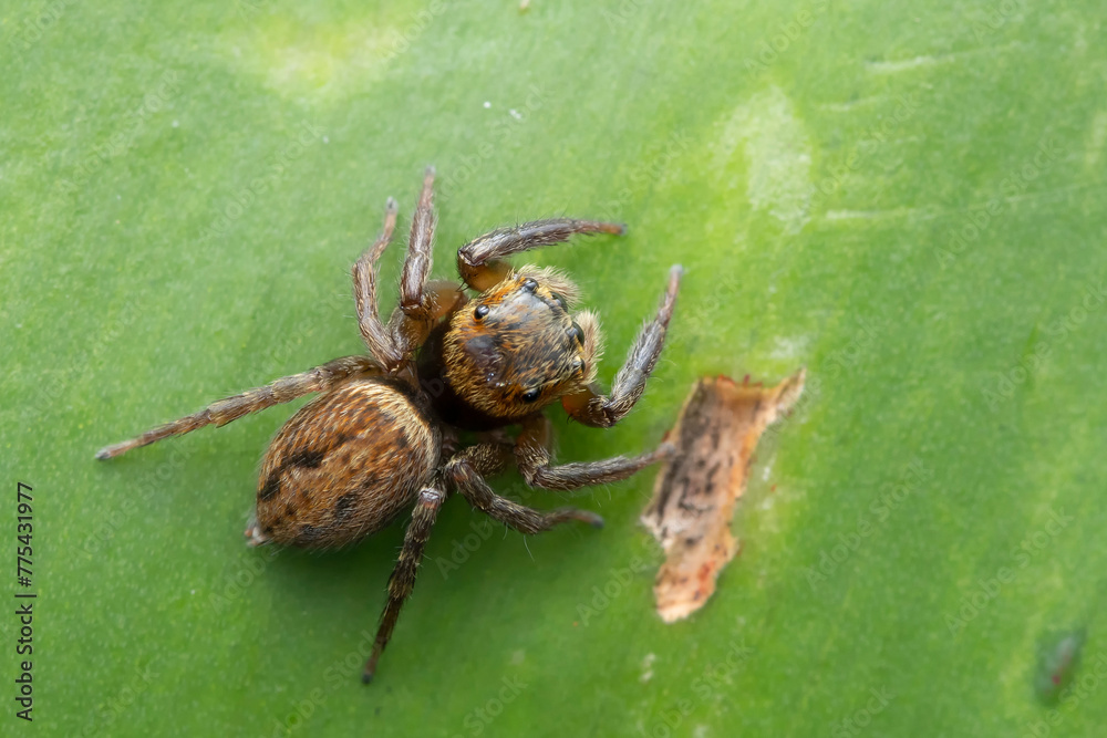 Salticidae Spider on a Leaf Salticidae Spider on a Leaf