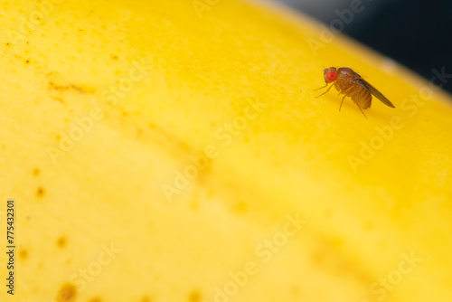 Drosophila Melanogaster on Yellow Background, Macro Shot photo