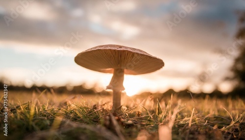 close up of a mushroom