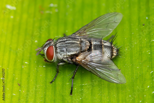 Flesh Fly on Greenery, Pune, India photo