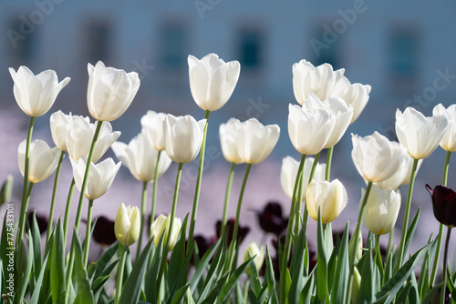 Spring garden. Beautiful tulip flowers on spring nature. Close-up of closely bundled pink tulips. Tulip field. Spring tulip. Red tulips flowers in spring garden.