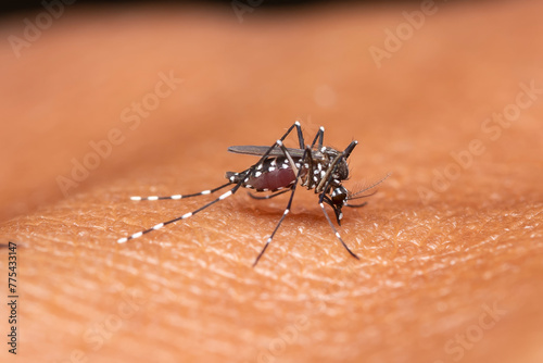 Fotografija Anopheles Mosquito Feeding on Human