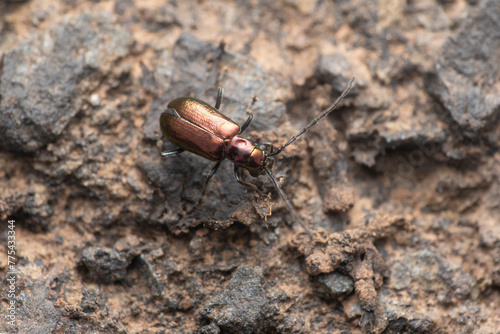 Mini Tiger Beetle on Rocky Terrain