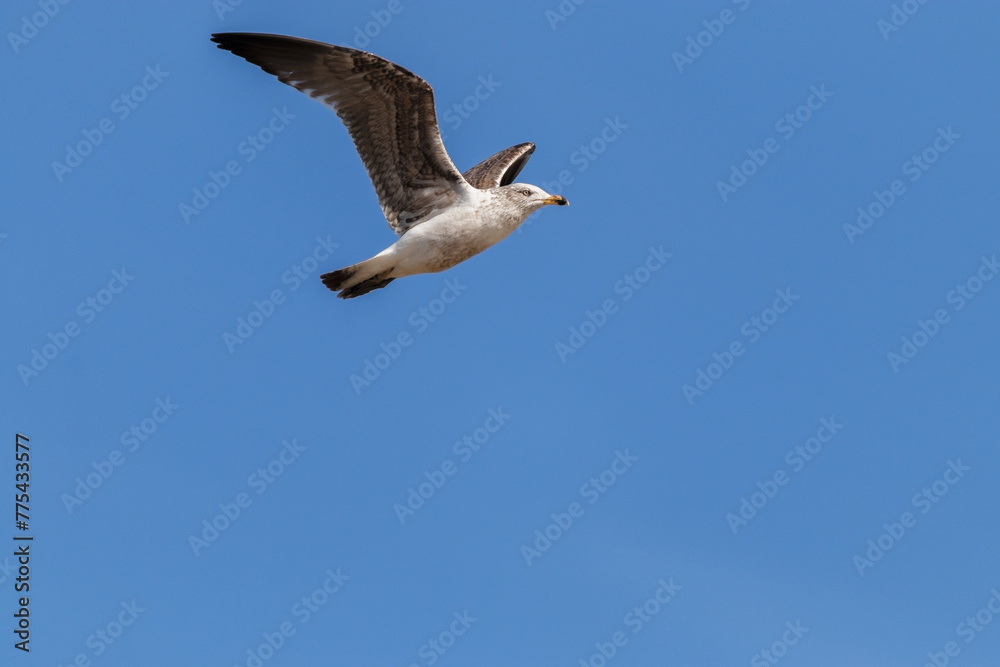 Gaviota sombría juvenil (Larus fuscus) Gaviota sombría juvenil (Larus fuscus)