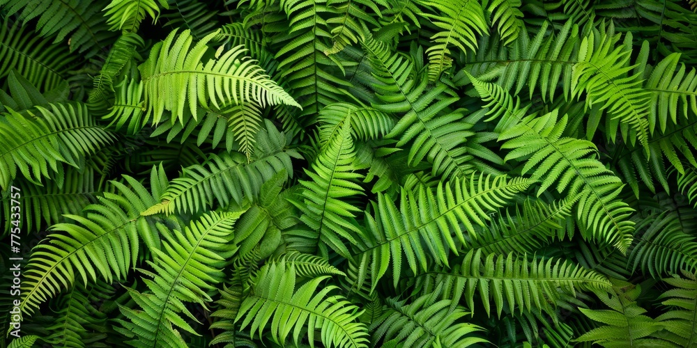 A lush green fern with many leaves