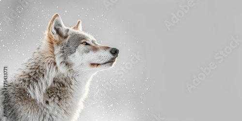 A wolf is standing in the snow with its head up. Concept of strength and resilience  as the wolf appears to be unbothered by the cold weather. The white snow around the wolf adds a sense of purity