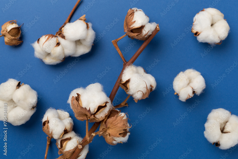 Branch of cotton flowers on color background, top view Branch of cotton flowers on color background, top view