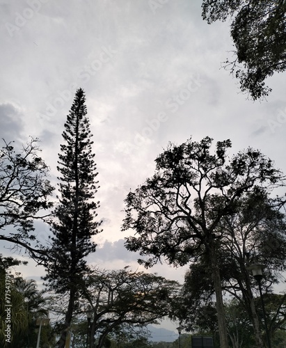landscape with clouds, trees, leafs, blue sky