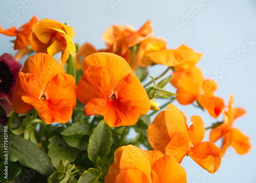 Orange pansy flowerbed,  garden flowers in bloom