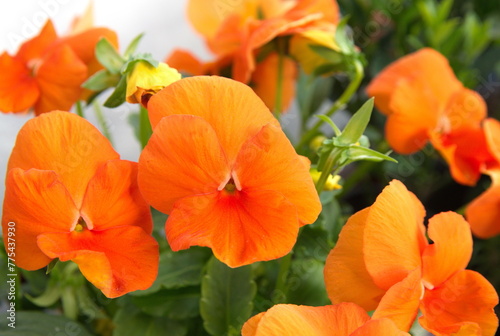 Orange pansy flowerbed   garden flowers in bloom