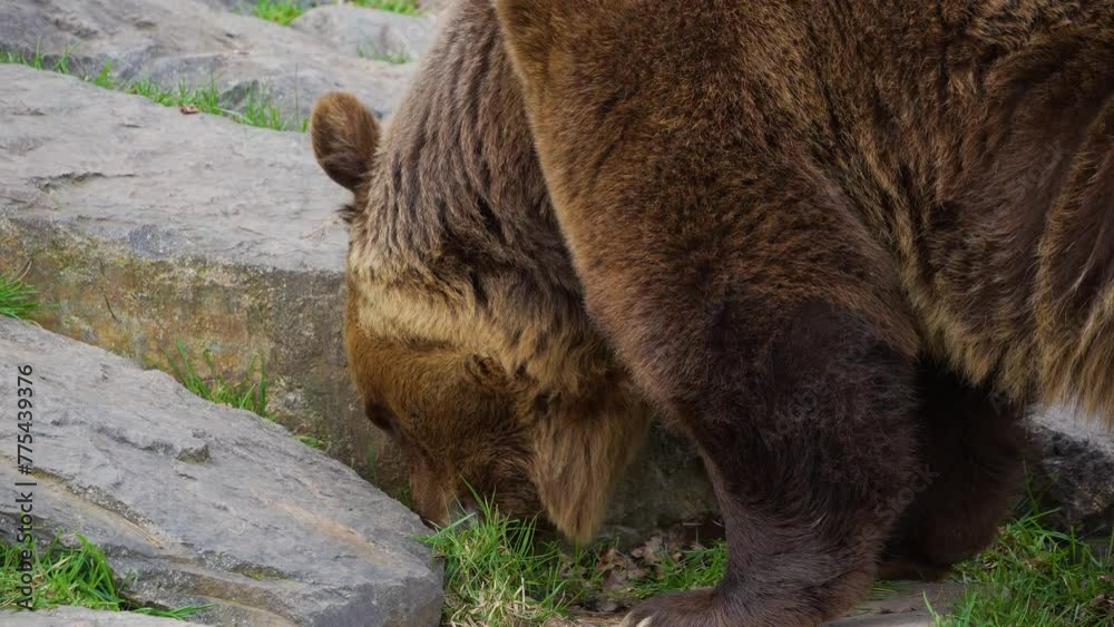 Close up of brown bear picking grass on a sunny day Close up of brown bear picking grass on a sunny day