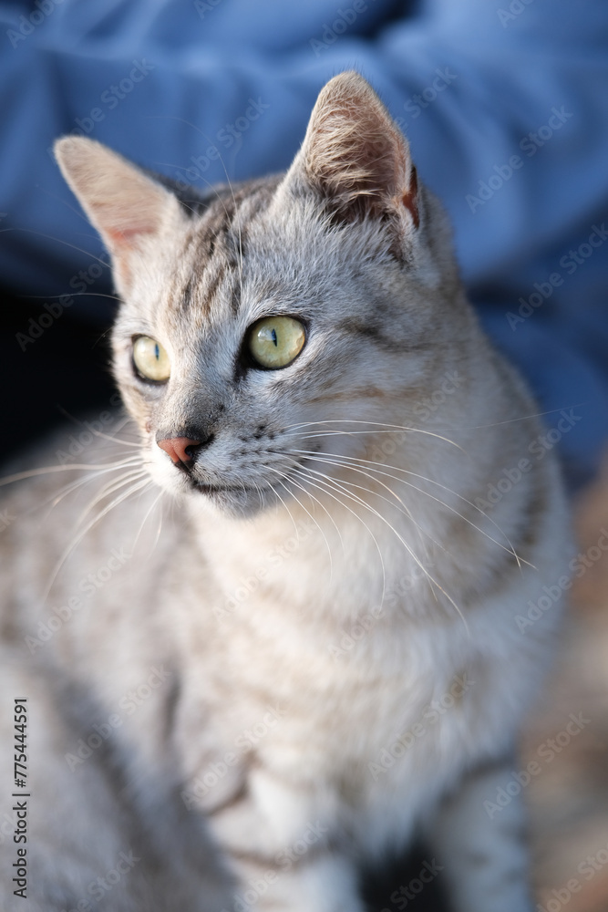 Close up of cat portrait
