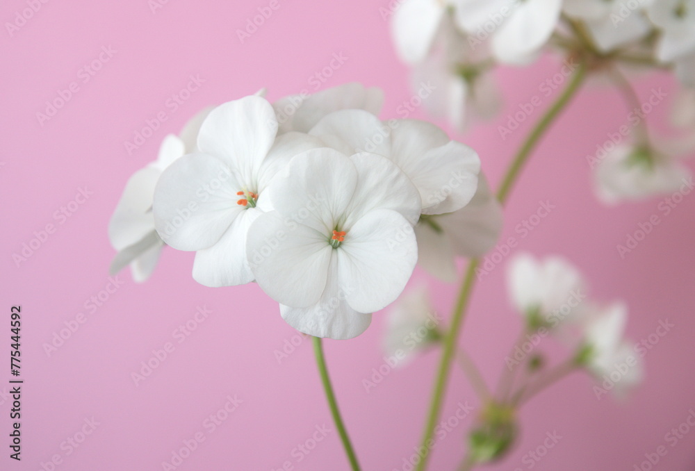 Obraz premium Blossom of Geranium Zonal , Pelargonium hortorum with white flowers, on pink background