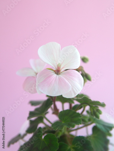 Blossom of Geranium Zonal , Pelargonium hortorum with white flowers, on pink background