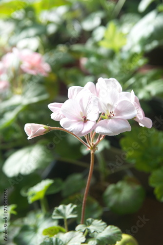 Blossom of pink Geranium Zonal , Pelargonium hortorum with light pink flowers,