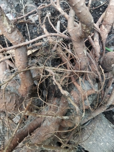 Photo of unique plant roots