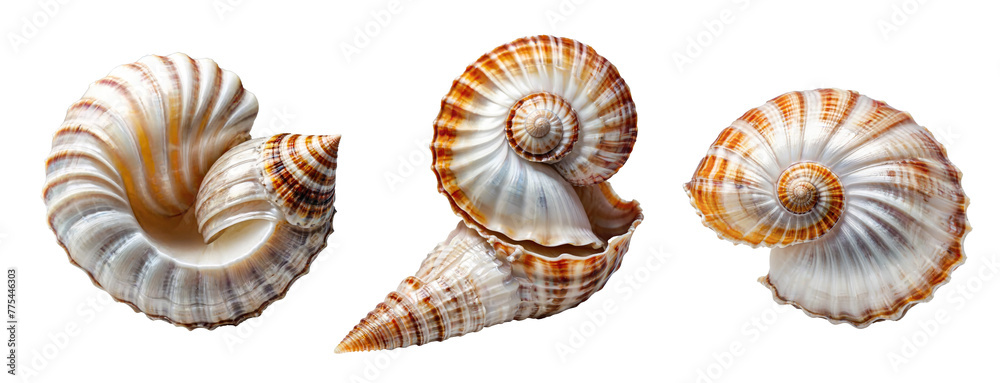 Ai generated three big seashells isolated on transparent background Ai generated three big seashells isolated on transparent background