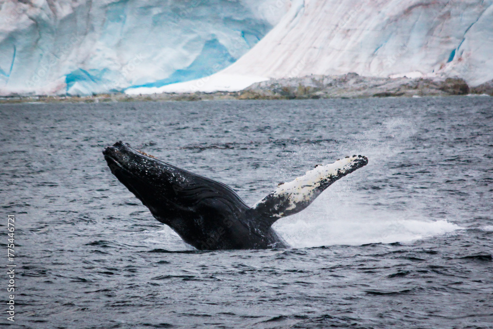 Obraz premium Antarctica whale