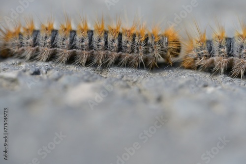 Caterpillars highly allergenic to humans and pets. Pine processionary. Row of pine processionary caterpillar on the ground. Caterpillars in spring.   © DRBURHAN