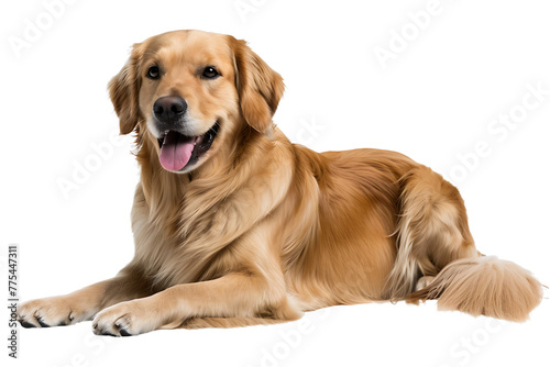 golden retriever puppy isolated on transparent background